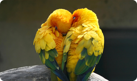 Gift Card Love Birds