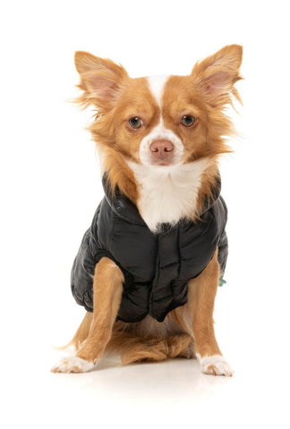 Fuzzyard South Harlem Dog Jacket