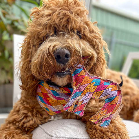 Aboriginal indigenous Desert Tough Dog Toy Puppy Toy Cat Toy Kitten Toy