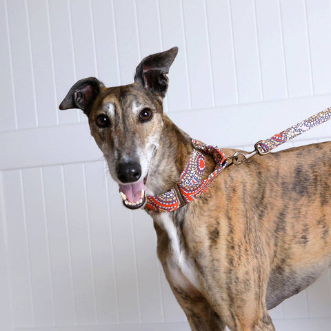 Martingale Collar Whippet Dog Collar Puppy Collar Multi Colour