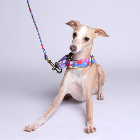 Martingale Collar Whippet Dog Collar Puppy Collar Multi Colour