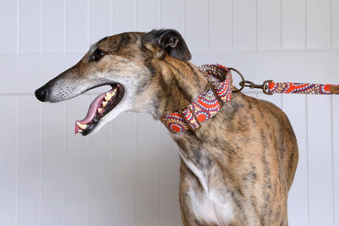 Martingale Collar Whippet Dog Collar Puppy Collar Multi Colour