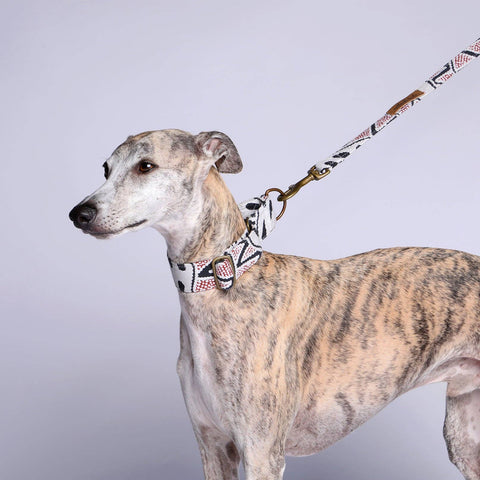 Martingale Collar Whippet Dog Collar Puppy Collar Multi Colour