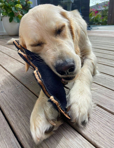 Felt Animal Dog Toy