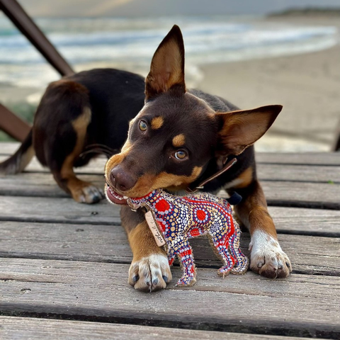 Aboriginal indigenous Desert Tough Dog Toy Puppy Toy Cat Toy Kitten Toy