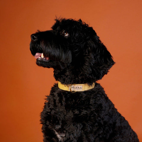 Outback Tails Aboriginal Indigenous Waxed Canvas Dog Collar Puppy Collar