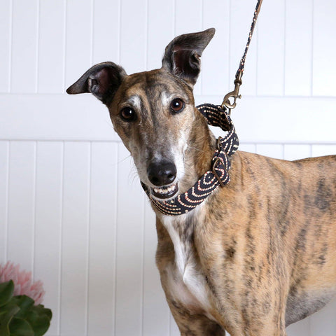 Martingale Collar Whippet Dog Collar Puppy Collar Multi Colour