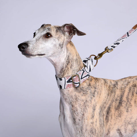 Martingale Collar Whippet Dog Collar Puppy Collar Multi Colour