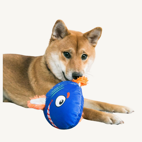 KONG Reefz Dog Toy