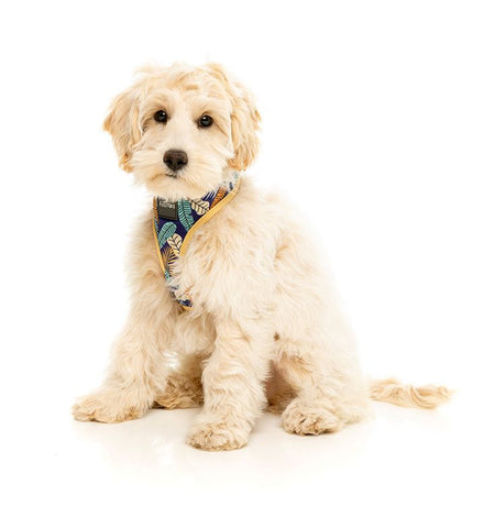 Fuzzyard Mahalo Dog Harness