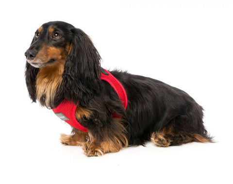 Fuzzyard Step In Harness Rebel Red