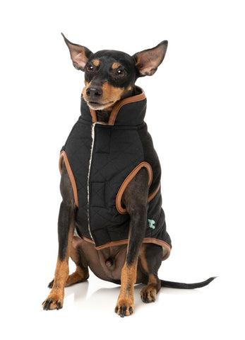 Fuzzyard Ivanhoe Dog Jacket