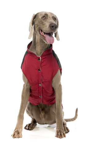 Fuzzyard Adventurer Dog Jacket