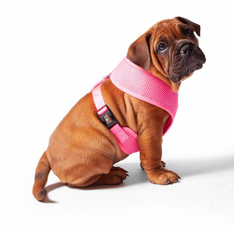 Kazoo Pink Classic Harness