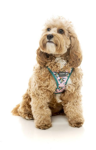 Fuzzyard  LL Cool Jaws Dog Harness